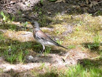 2016-05-13 13h36m57 - Kraamsvogel in zomerkleed - Pierre Bernard